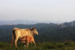 舐犢情深-華潤電力隨州鳳鳴風(fēng)電場